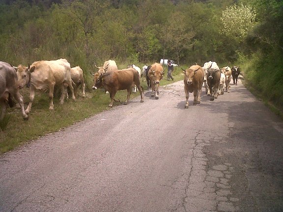 Compagne di strada